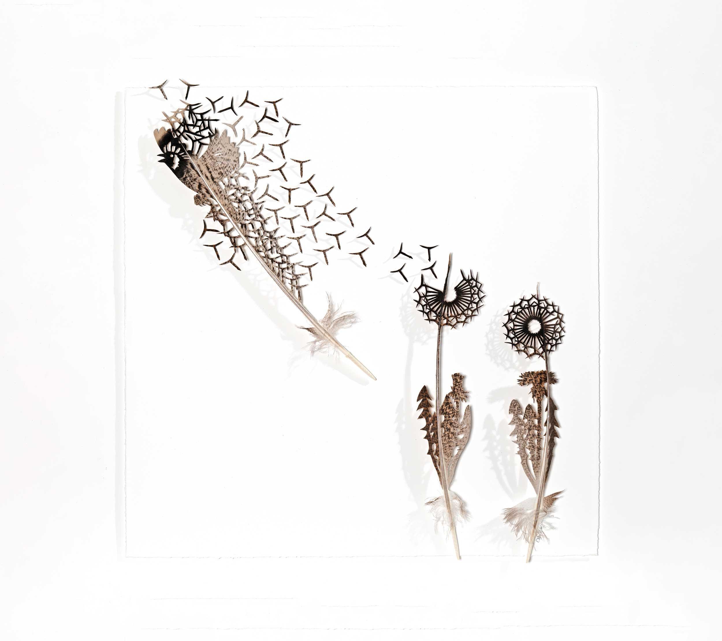 Chris Maynard, Dandelion Seeds