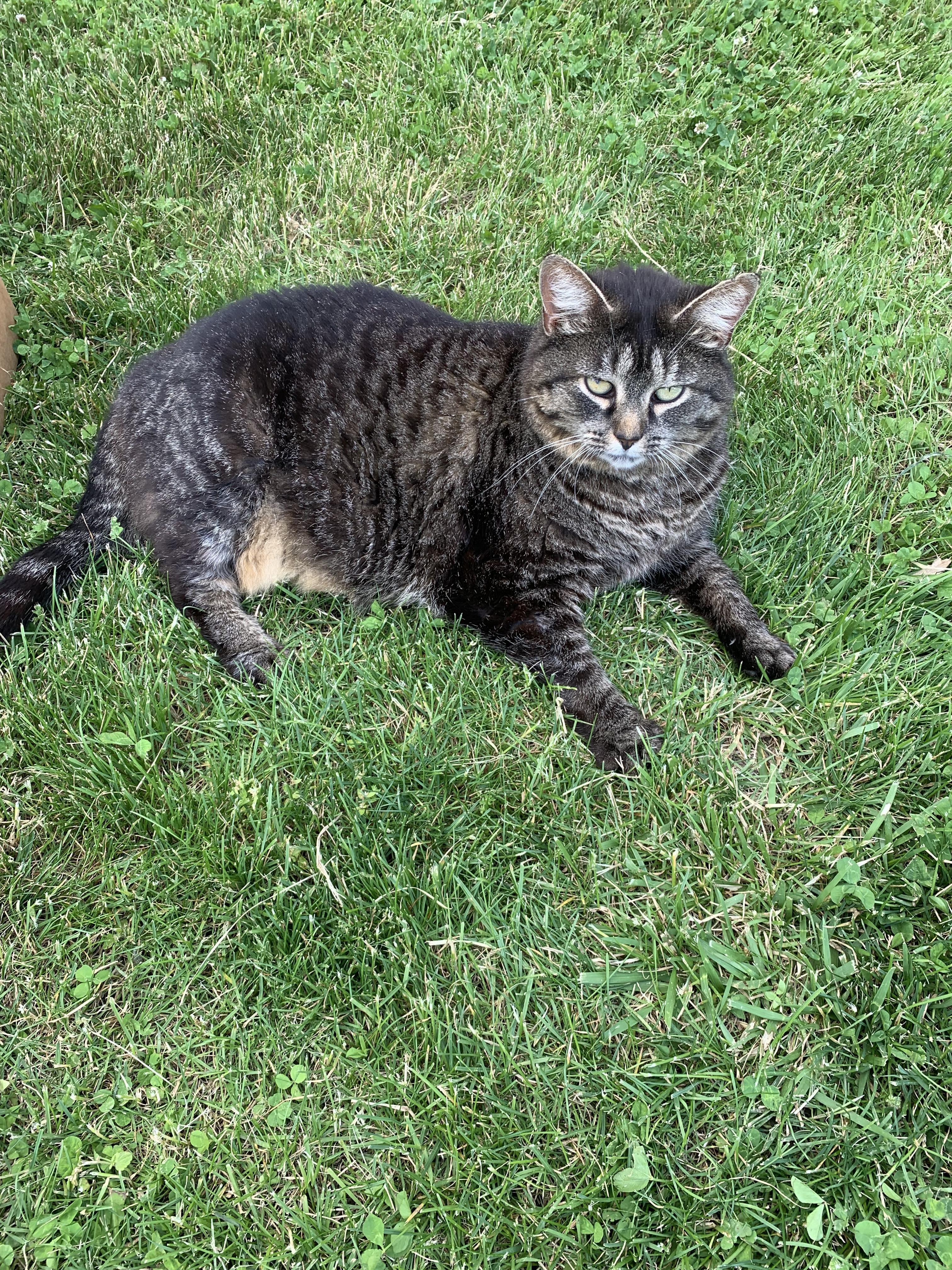 cat on grass