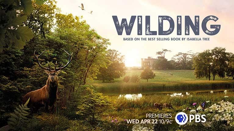 An outdoor scene featuring a large stag in a lush forest overlooking a pond, with a manor house in the distance and text that reads "WILDING.”