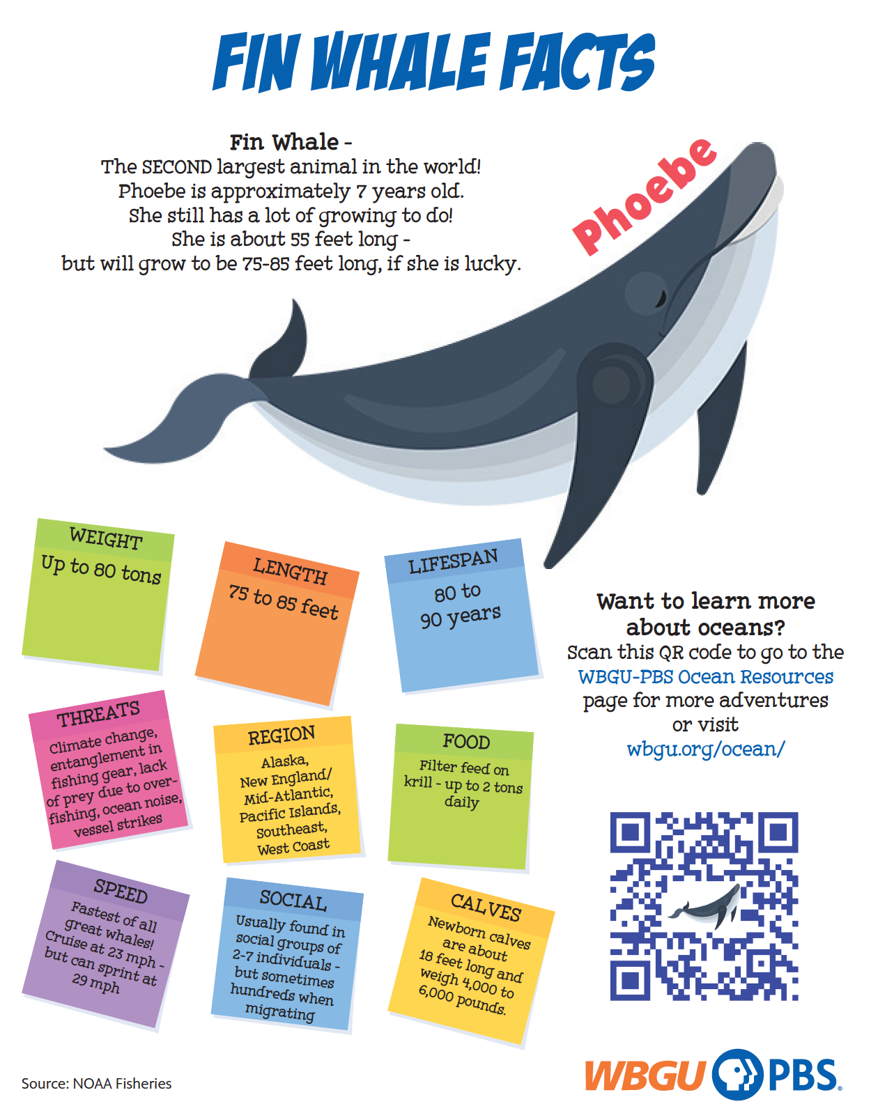 Fin Whale Fact Sheet and Splash and Bubbles Activity Pages