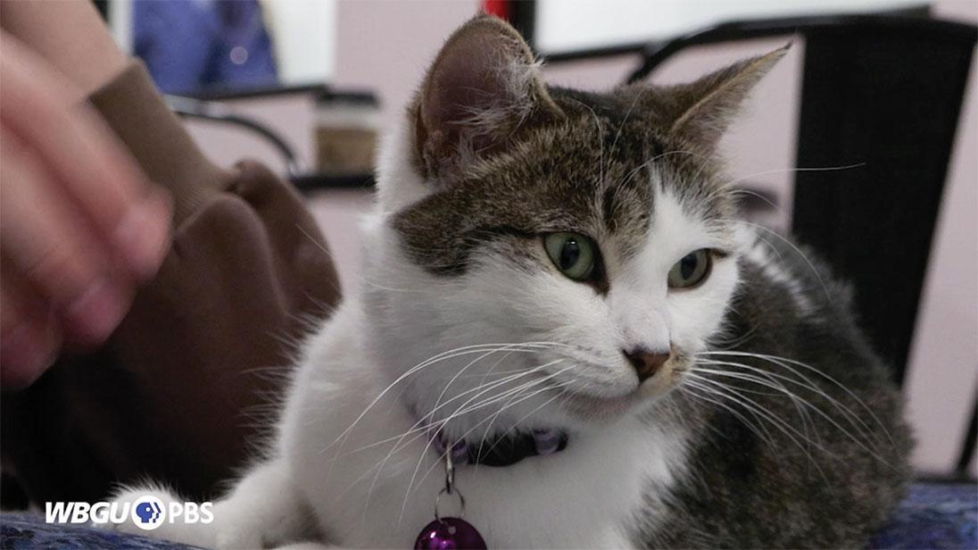 Black and white cat