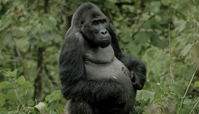 Silverback gorilla in the forest