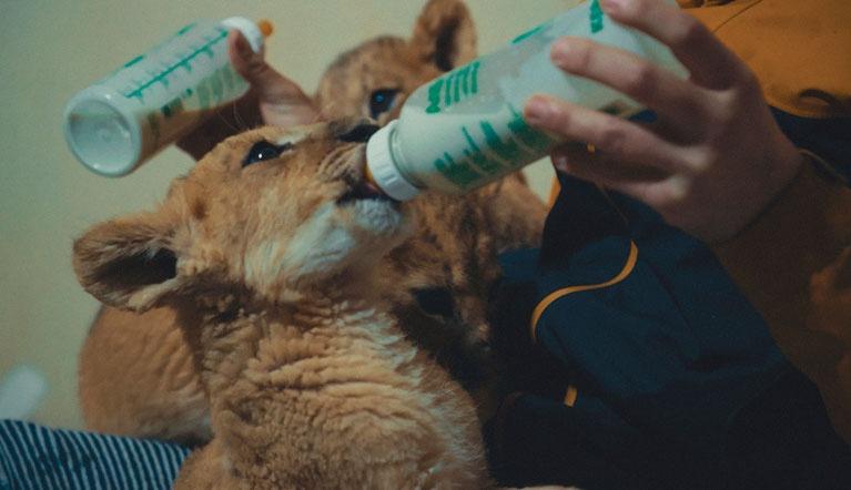 Bottle feeding lion cubs