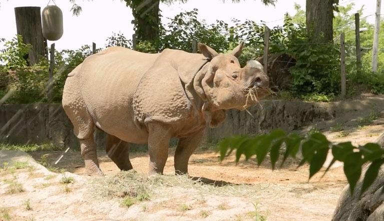 Rhino eating grass