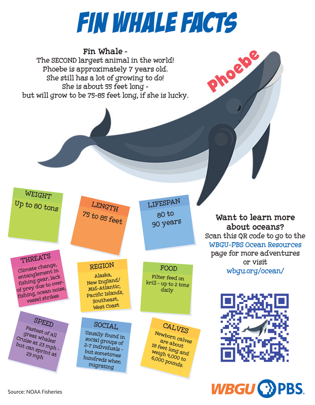 Title Fin Whale Facts. Fin Whale - The SECOND largest animal in the world! Phoebe is approximately 7 years old. She still has a lot of growing to do! She is about 55 feet long - but will grow to be 75-85 feet long, if she is lucky. Whale facts: Weight: up to 80 tons, Length: 75-85 feet, Lifespan: 80 to 90 years, Threats: Climate change, entanglement in fishing gear, lack of prey due to over fishing, ocean noise, vessel strikes, Region: Alaska, New England/Mid-Atlantic, Pacific Islands, Southeast, West Coast, Food: Filter feed on krill - up to 2 tons daily, Speed: Fastest of all great whales! cruise at 23 mph but can sprint at 29 mph, Social: Usually found in social groups of 2-7 indivdiduals but sometimes hundreds when migrating, Calves: Newborn calves are about 18 feet long and weigh 4,000 to 6,000 pounds. Want to learn more about oceans? Scan this QR code to go to the WBGU-PBS Ocean Resources page for more adventures or visit wbgu.org/ocean/