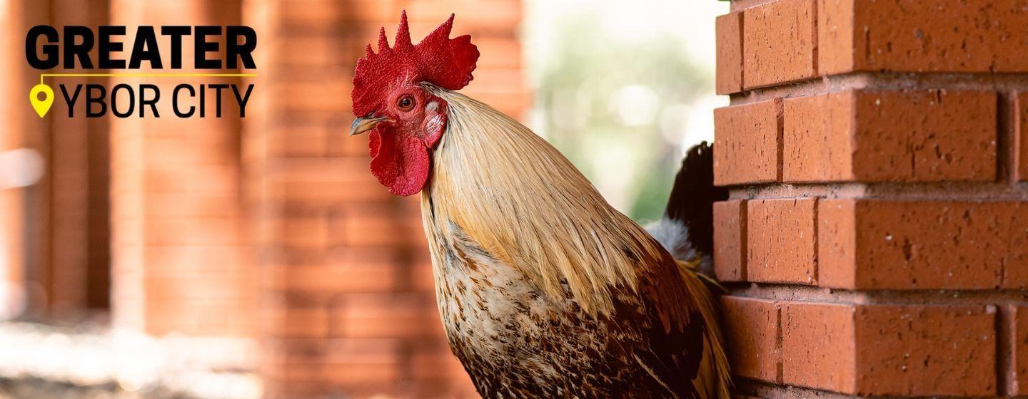 Blog Home of the Chicken