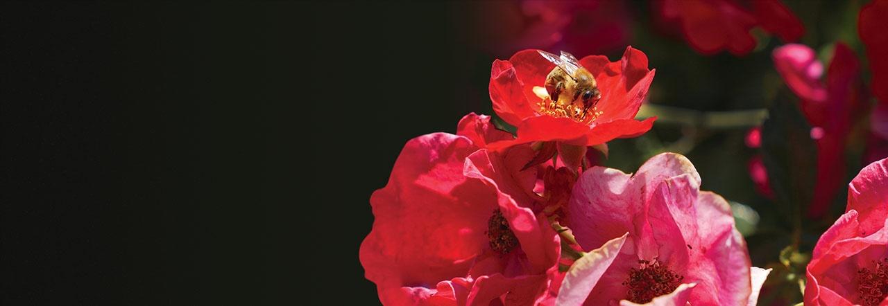 A bee inside a red flower