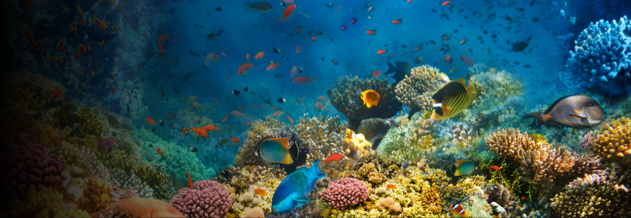 Image of underwater sea creatures