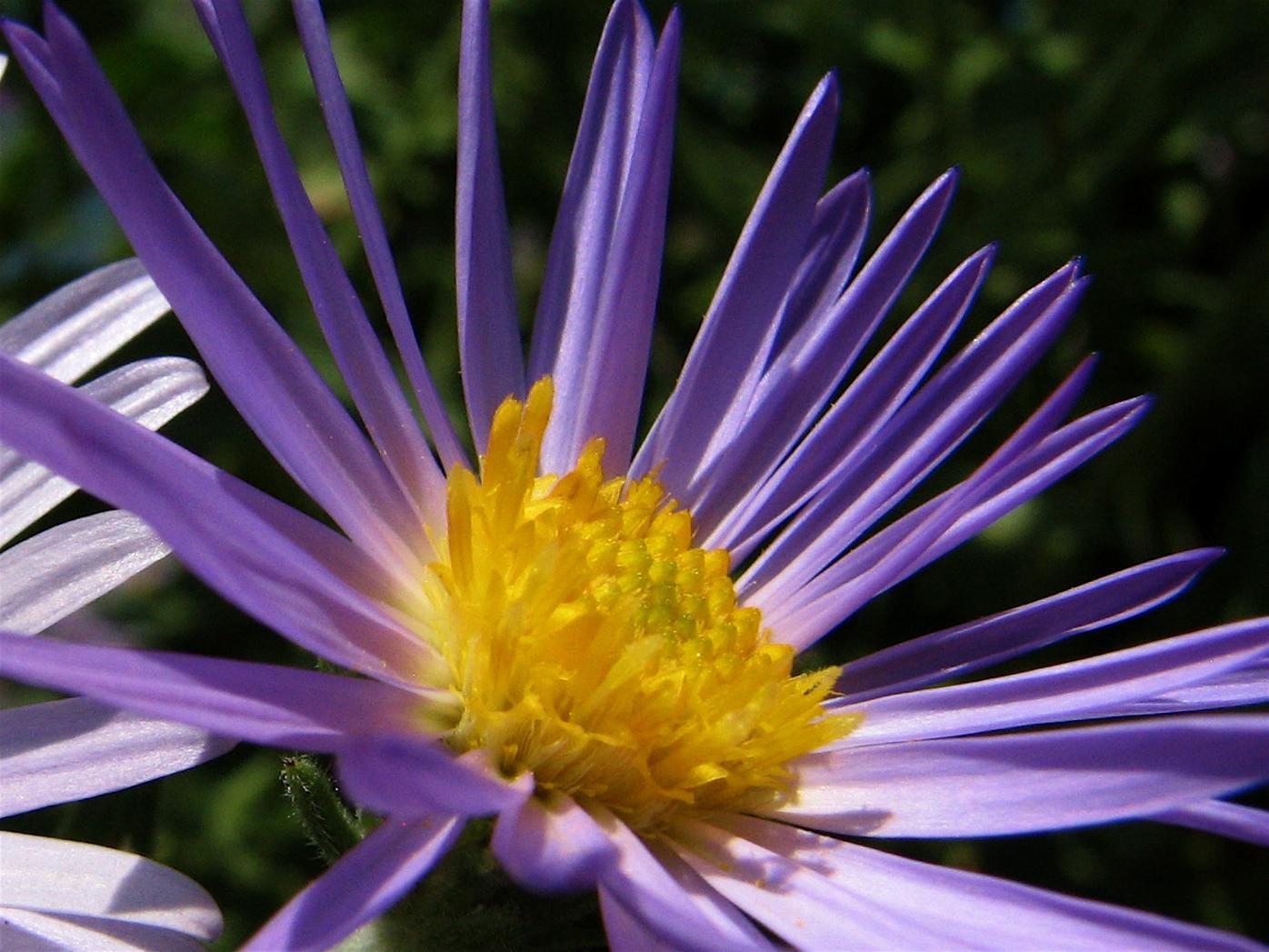 20 Spring Wild Flowers Pick: Purple & Yellow [63992] 