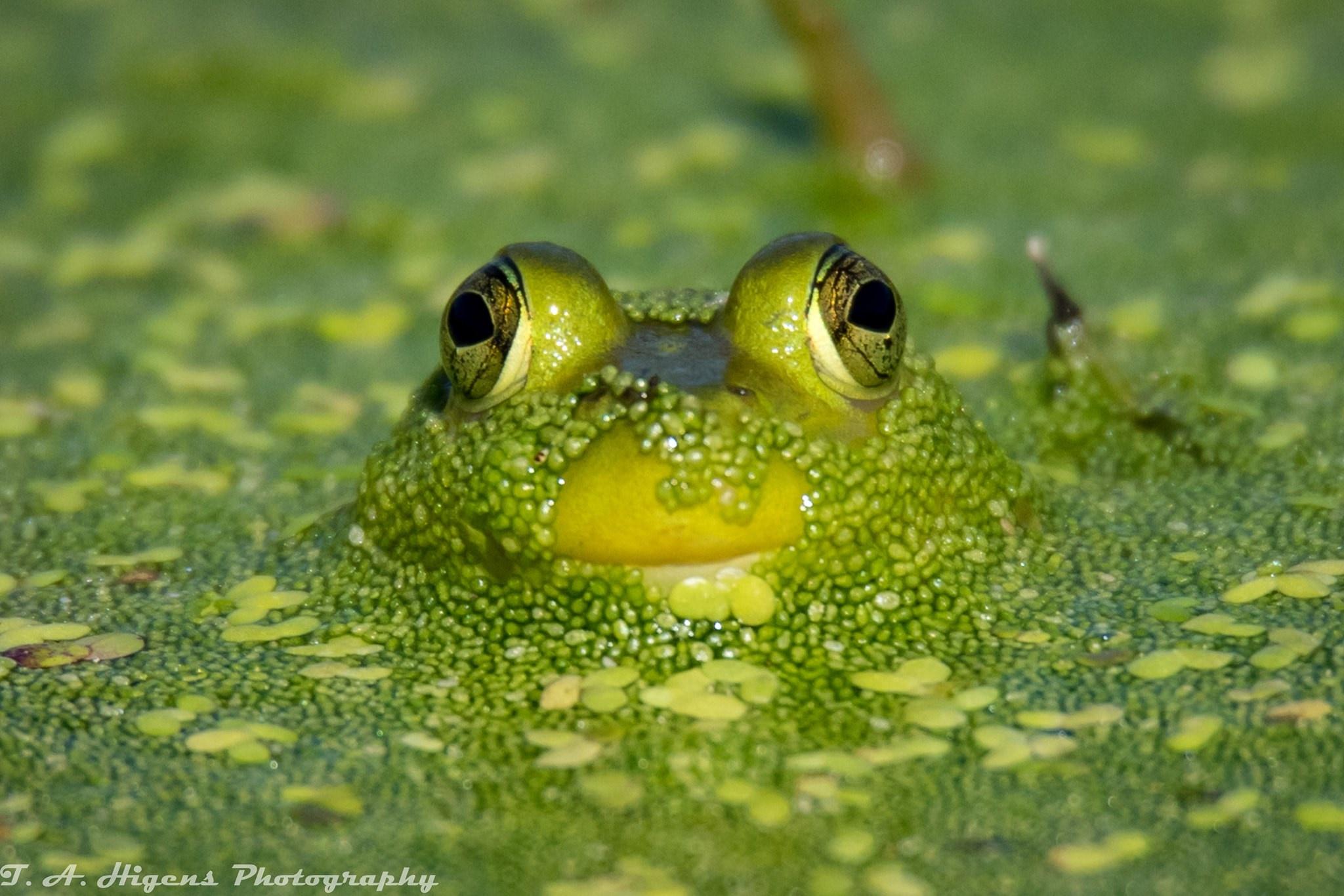 A little frog hiding in Black Lake by the Coeur d' Alene River. Photo by Todd Higens.