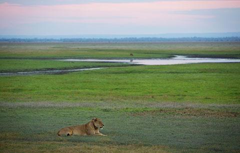 Lion on the Gorongosa savannah - photo by Katherine Jones