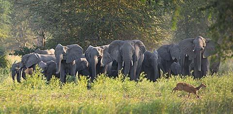 Gorongosa elephants - photo by Katherine Jones