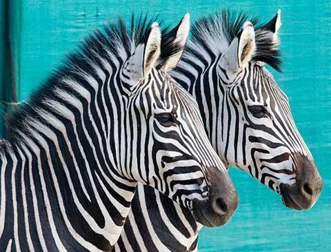 Zebras in Gorongosa - photo by Katherine Jones