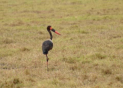 Saddle billed stork, one of my favorite birds of the trip - photo by Heidi Ware