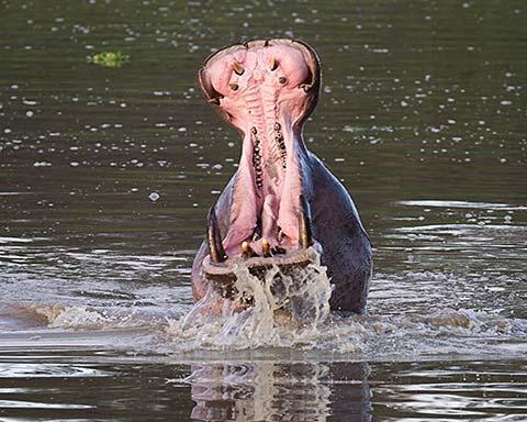 Gorongosa hippo - photo by Katherine Jones