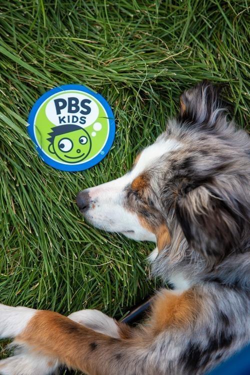 A dog sleeping on the ground next to a PBS KIDS logo