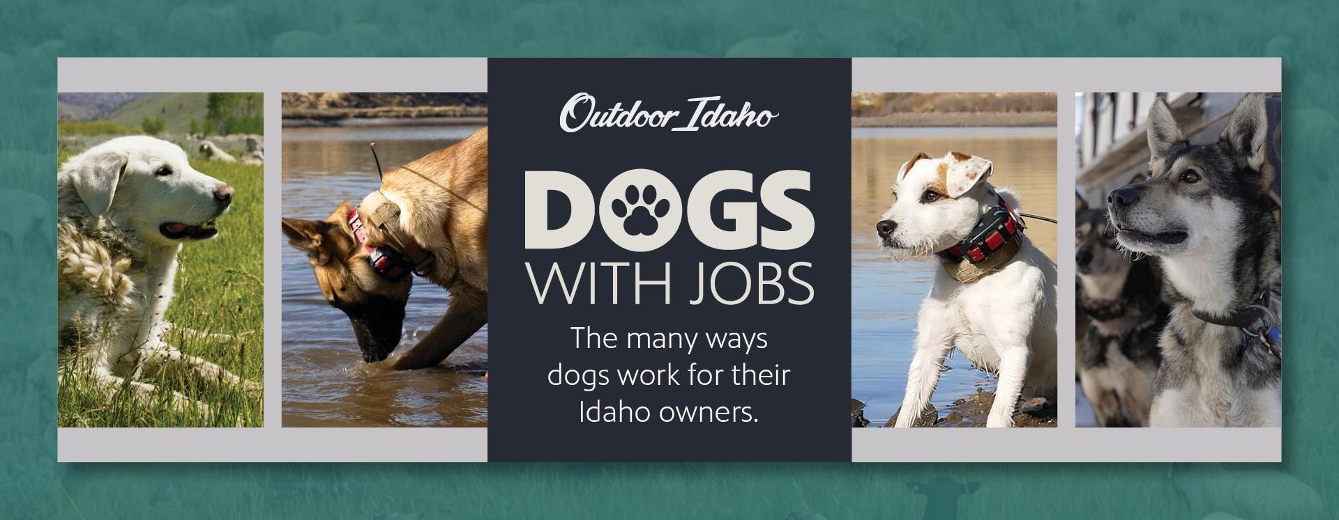 Pictures of working dogs