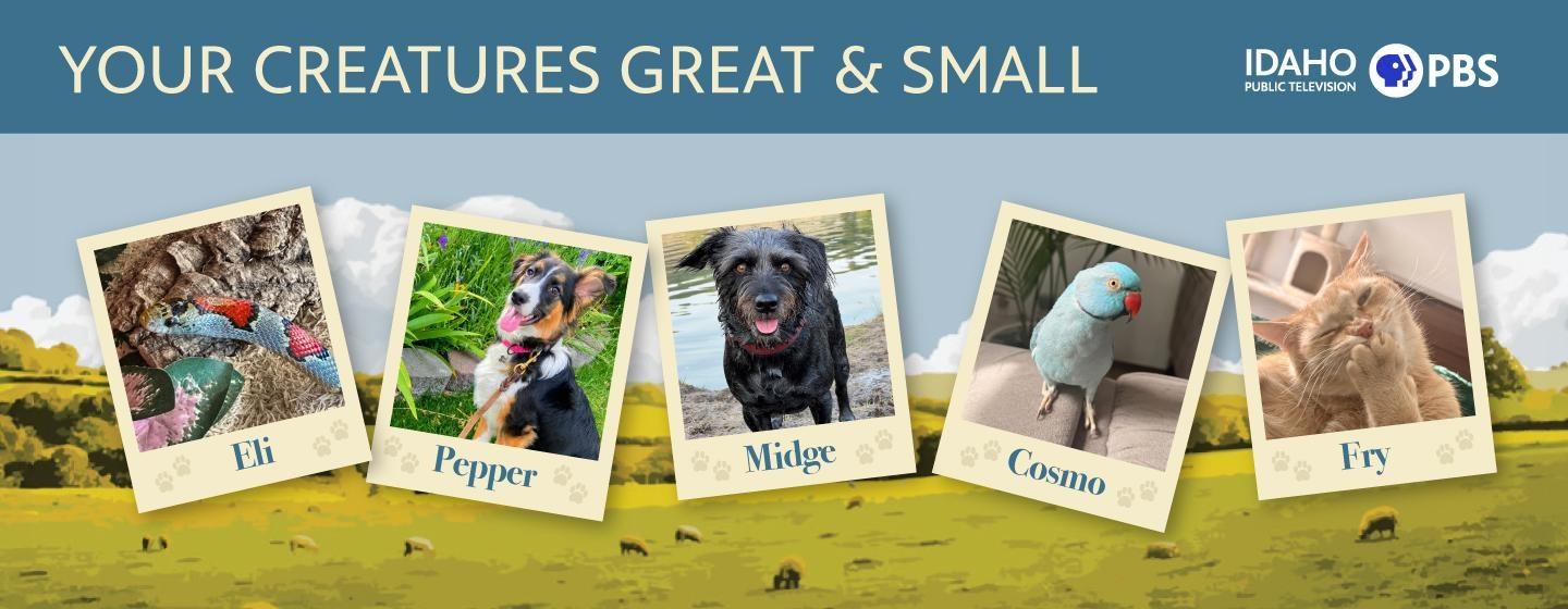 Pictures of animals