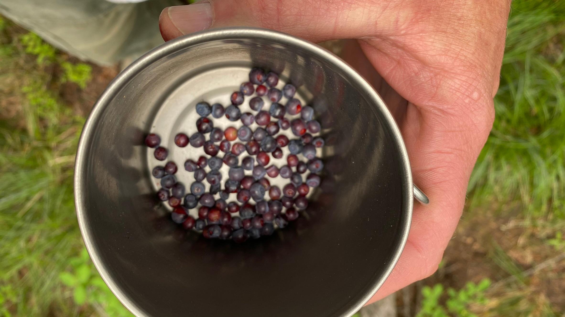 A close up image of small berries in a cup