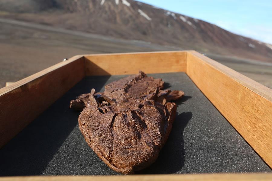 Tiktaalik roseae fossil cast in a wood box