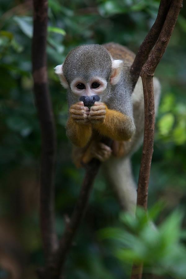close-up of monkey eating