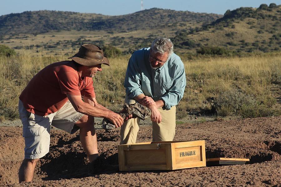 2 men kneeling on the ground looking at a gorgonopsid fossil