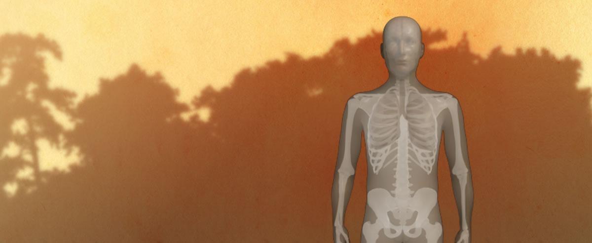 model of human skeleton