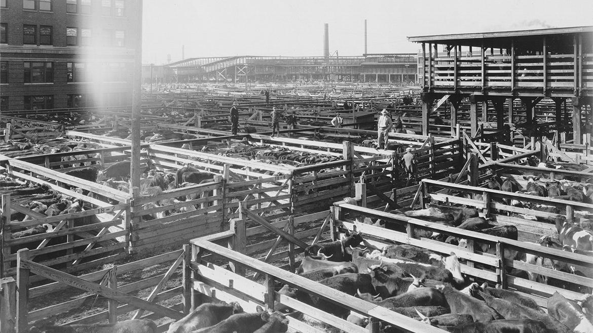 Black and white photo of hundreds of cattle herded into pins
