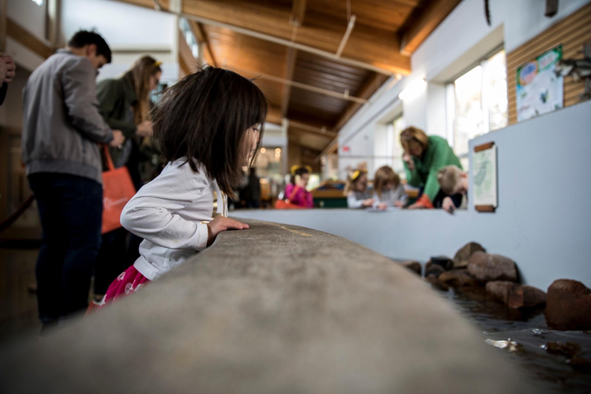 Girl at Discovery Center looking at stream indoors