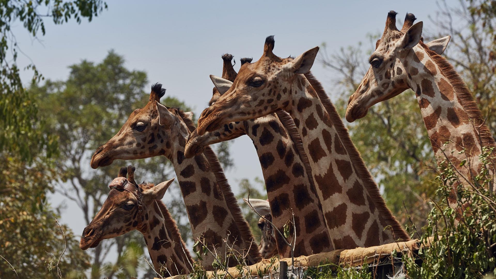 Six wild endangered Rothschild’s giraffes, one carrying a satellite transmitter, look out of the vehicle that has taken them to a new release site.