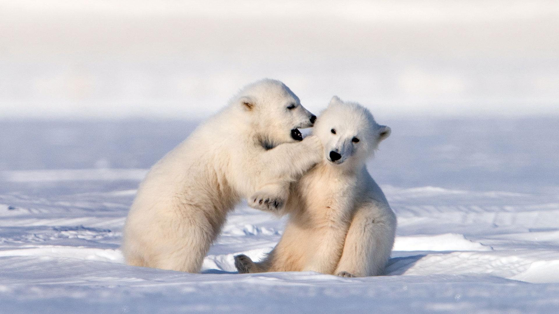 Set against the harsh backdrop of the Arctic, Nature: Snow Bears is a dramatized story based on the extraordinary adventures and life-changing journey of newborn polar bear cubs as they leave the safety of their den for the first time. Bravely led by their mother, the cubs must make the perilous 400-mile trek to the sea to feed. Encountering many dangers and adventures along the way — marauding male bears ready to kill, extreme weather, Arctic foxes, Walruses, Narwhal, snowdrifts and ice cracks — they undertake an epic survival challenge. These cubs are rarely seen in their natural habitat, and this is a unique glimpse into their world. Kate Winslet narrates.