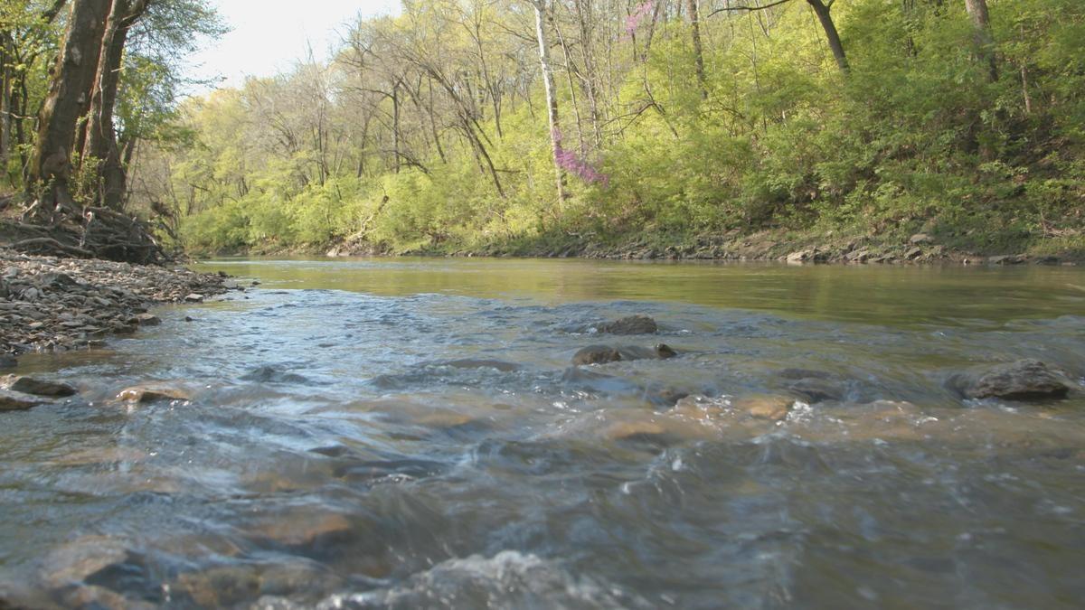 River flowing through spring woods.