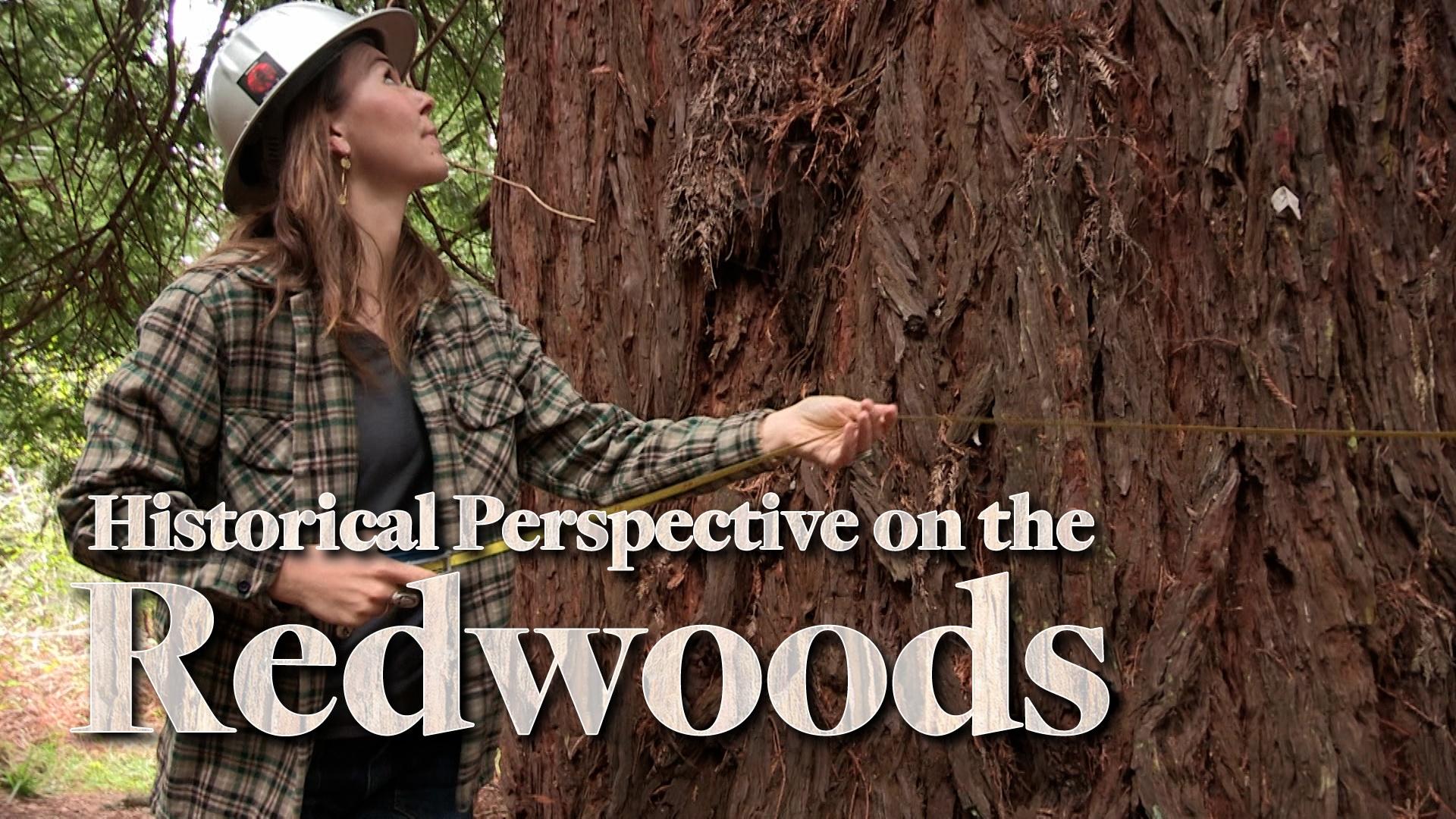 image: a woman measuring around a redwood base. shes wearing a hat and a plaid shirt. text: historical perspective on the redwoods