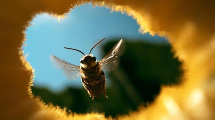 A close-up of a bee in mid-flight, framed by the petals of a bright yellow flower. The bee’s wings are blurred from motion, with its body and antennae in sharp focus. Set against a clear blue sky and soft green foliage, the image highlights nature’s role in biocontrol, as explored in the PBS episode Human Footprint: The Enemy of My Enemy.