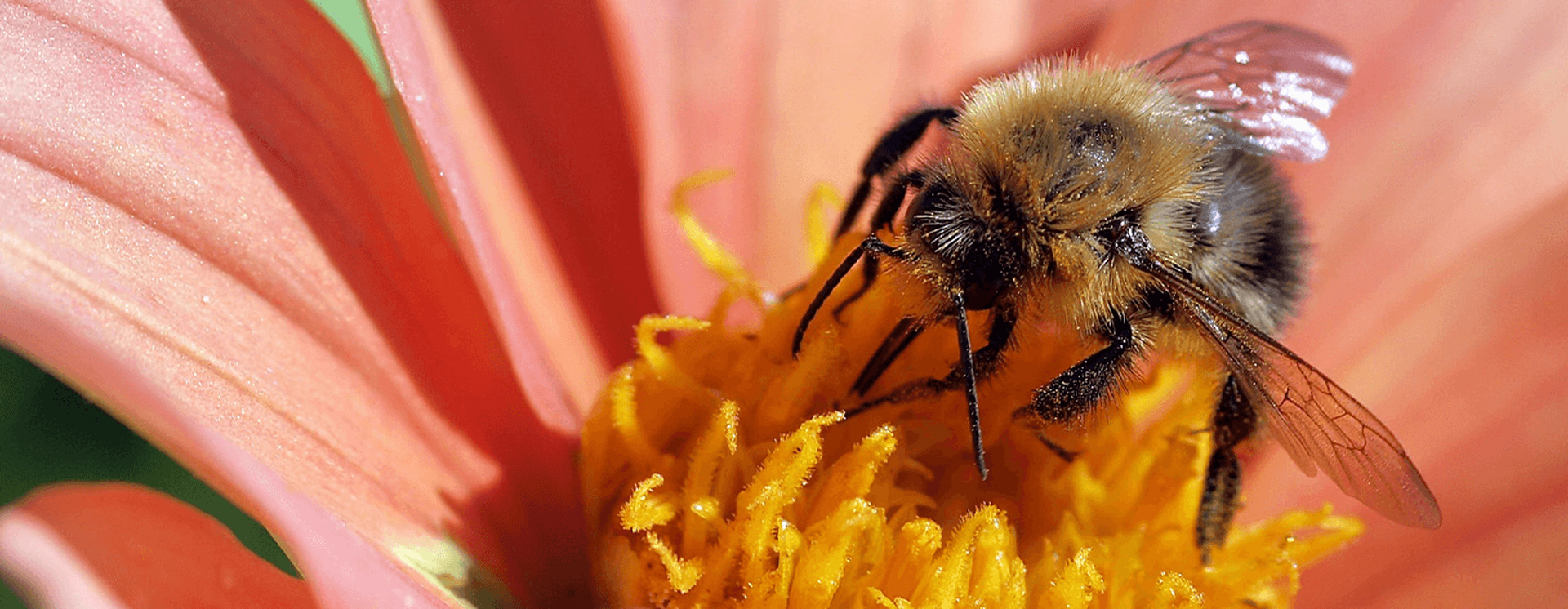 Resources, videos, facts and more on all things Pollinator Week