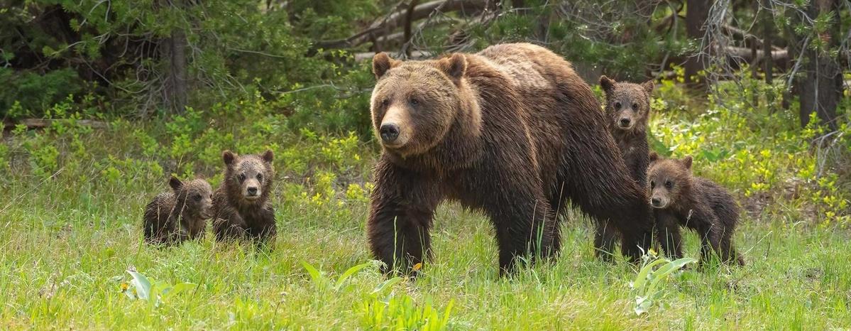 Nature: Grizzly 399: Queen Of The Tetons