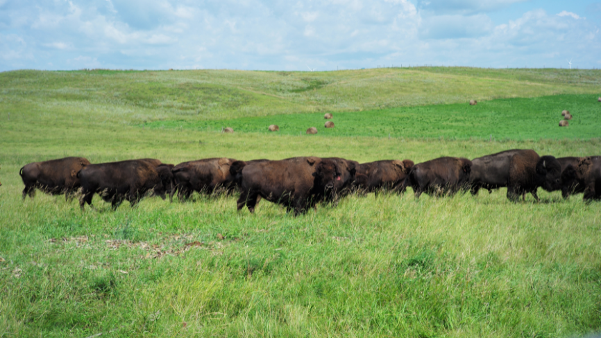 A herd of bison walks in a line across a lush green prairie, with more bison grazing in the background across rolling hills under a partly cloudy blue sky. Wind turbines are faintly visible on the distant hilltop.