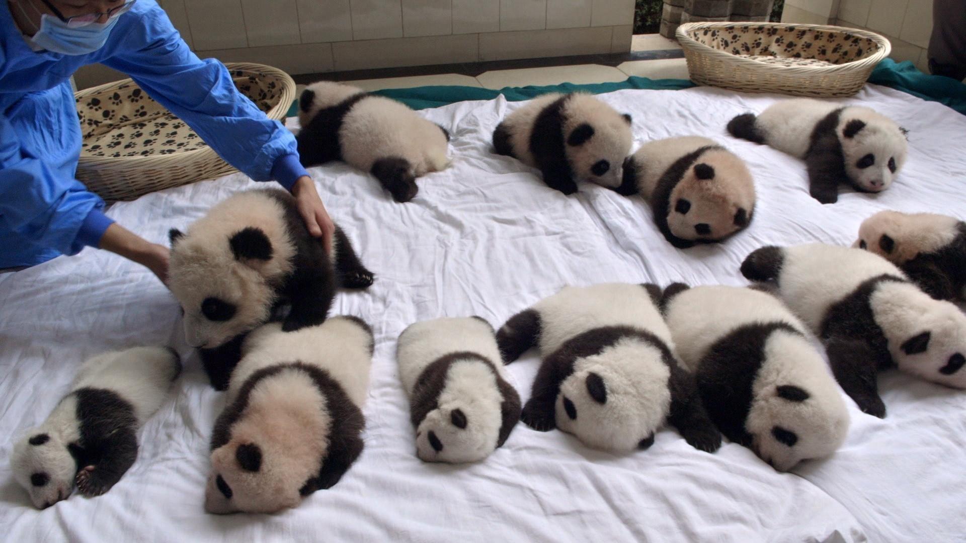 Baby pandas on a blanket