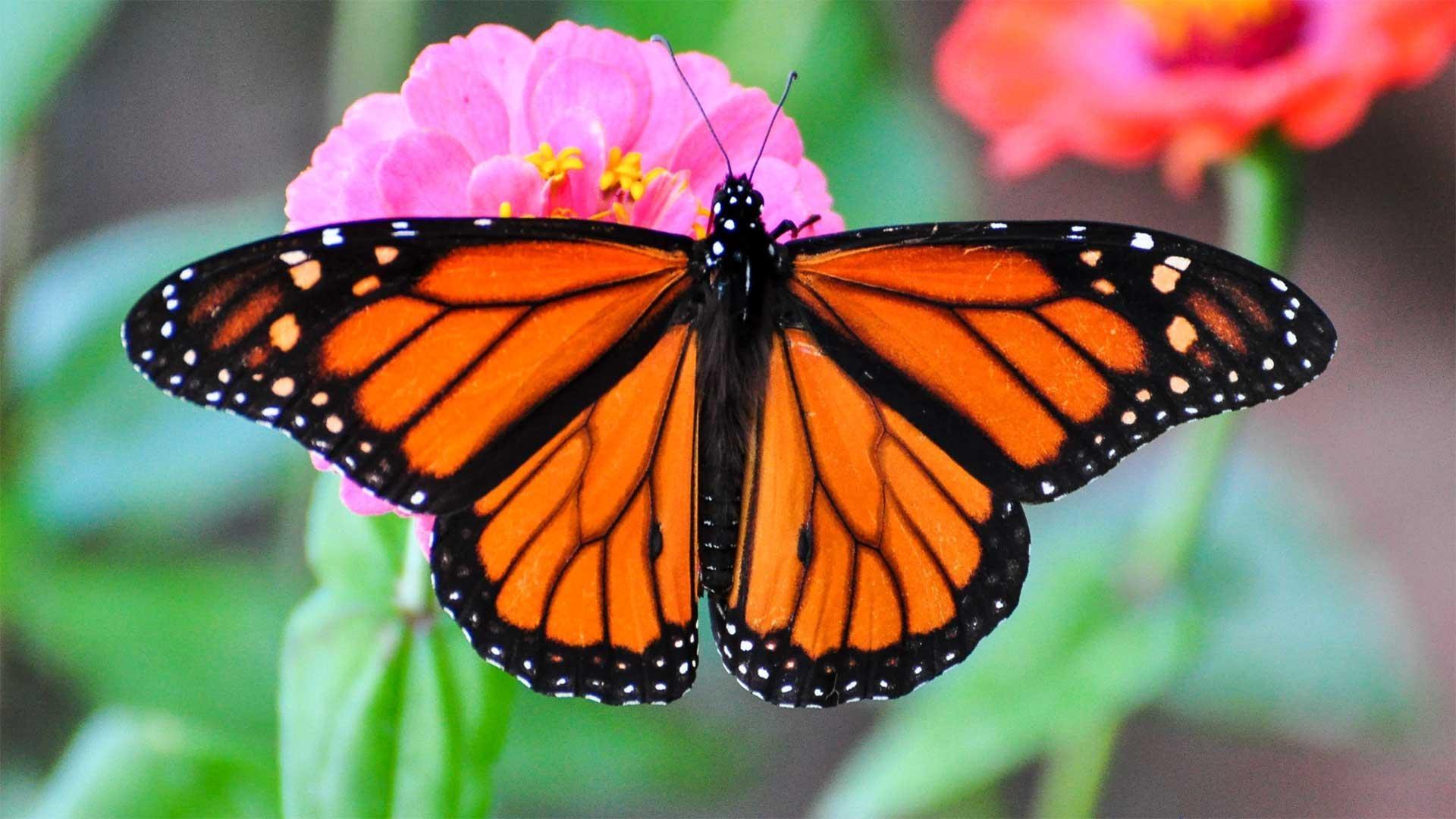 An orange and black Monarch butterfly pollinates a pink flower
