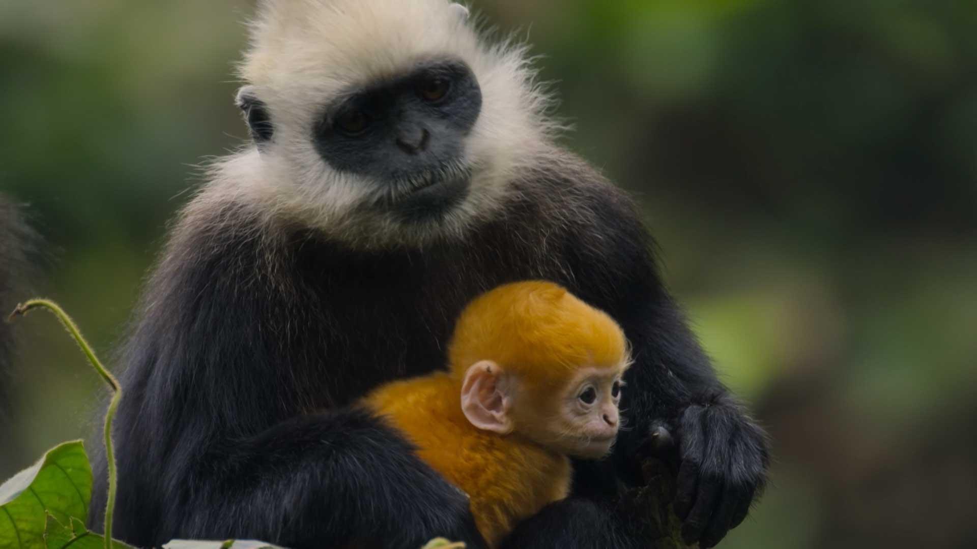 An image of a black and white monkey holding a young, orange baby monkey to highlight PBS' Nature: Parenthood program.