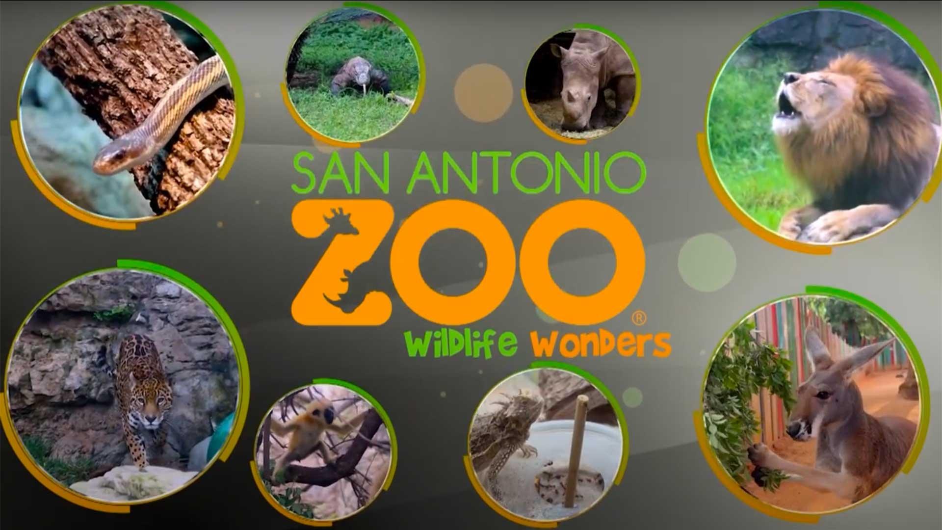 San Antonio Zoo Wildlife Wonders