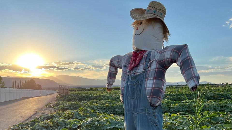 Fall Harvest at Gilcrease Orchard