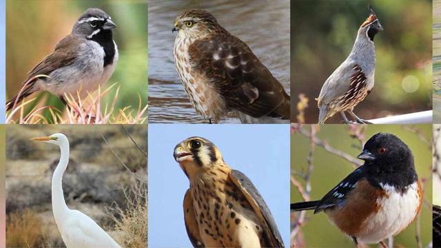 Tiled collage of six birds including a great egret, birds of prey, songbirds and a California quail