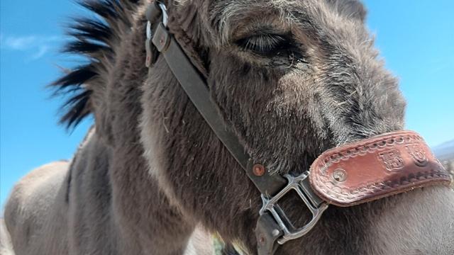 Donkey close-up against a light blue sky