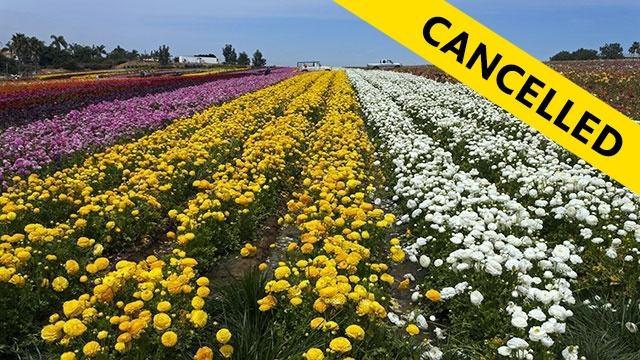 Flower Fields & Gemstones-Overnight trip to Carlsbad CA