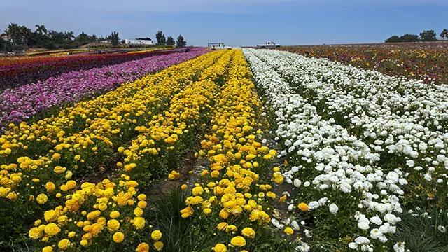 Flower Fields & Gemstones-Overnight trip to Carlsbad CA