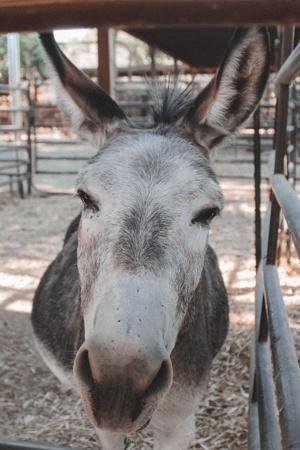 Las Vegas Farm donkey