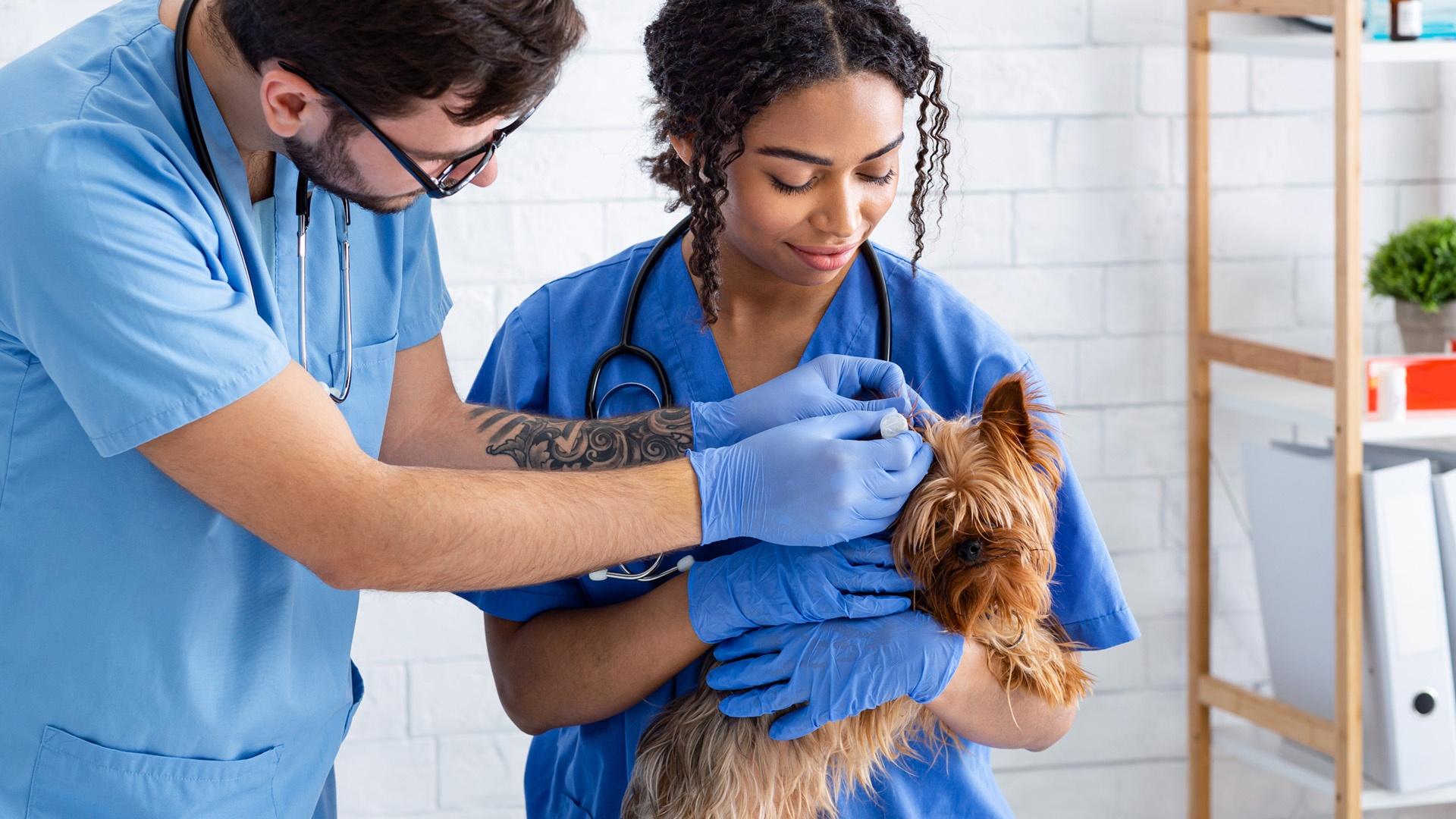 Veterinary Assistant Training   F991056c16 1221sm Vegas PBS Veterinary Assistant 1920x1080 