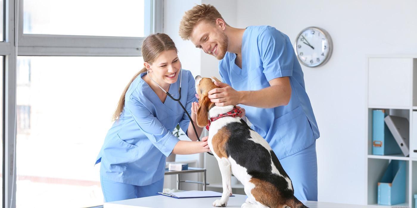 Two vet techs wearing light blue scrubs standing in a white medical office petting a dog on an examination table