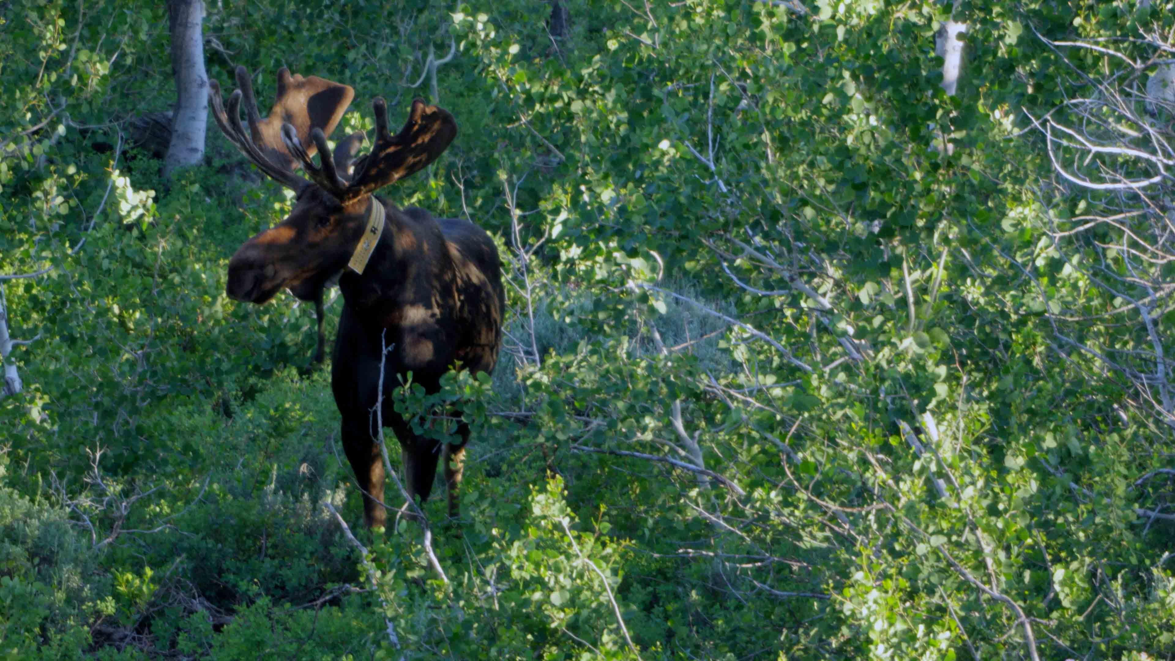 Moose in Jarbidge Wilderness